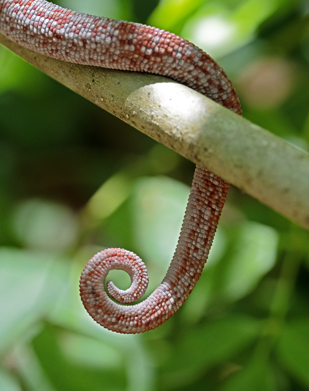 Panther_Chameleon_24_Madagascar_300