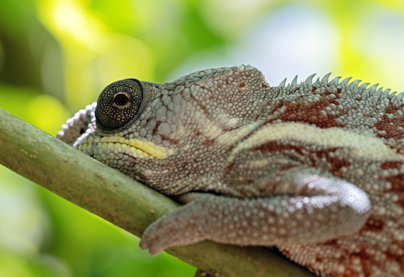 Panther_Chameleon_24_Madagascar_303