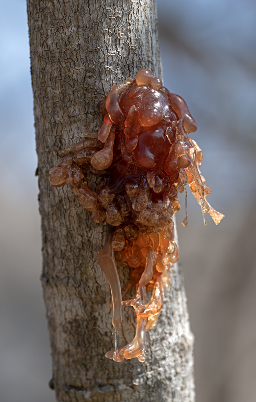 Plants_24_Madagascar_048