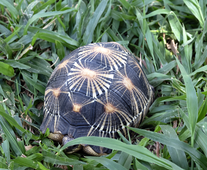 Radiated_Tortoise_24_Madagascar_002