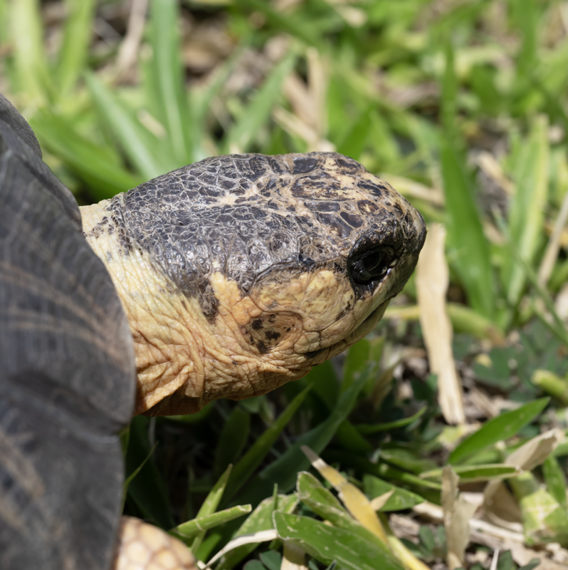 Radiated_Tortoise_24_Madagascar_012