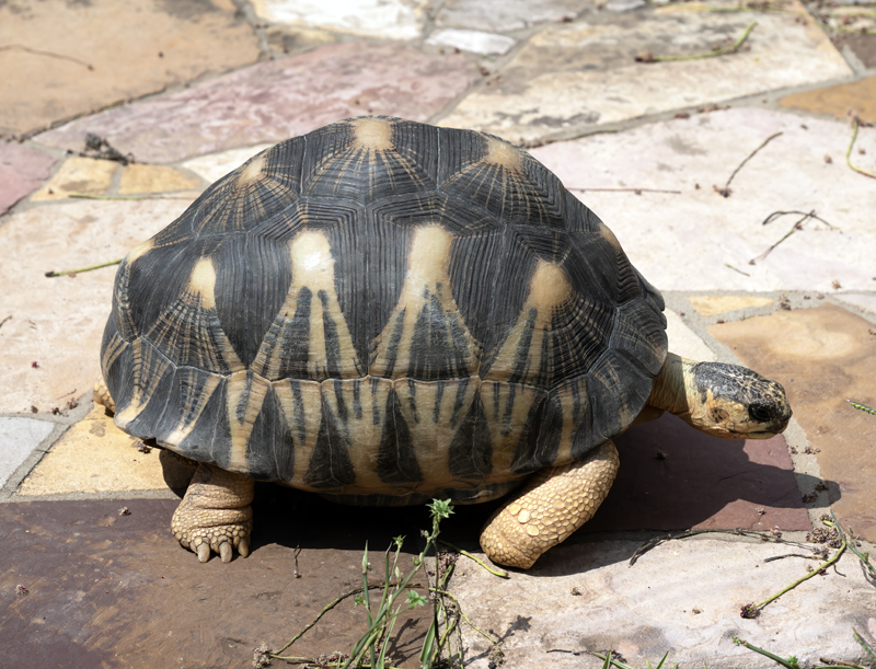 Radiated_Tortoise_24_Madagascar_019