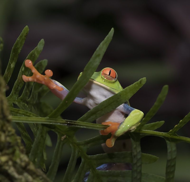 Red-eyed_Tree_Frog_18_Costa_Rica_033