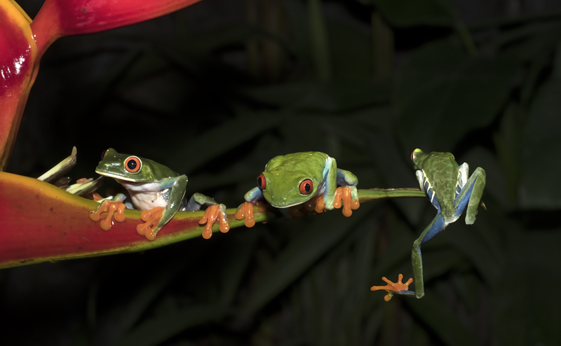 Red-eyed_Tree_Frog_18_Costa_Rica_079