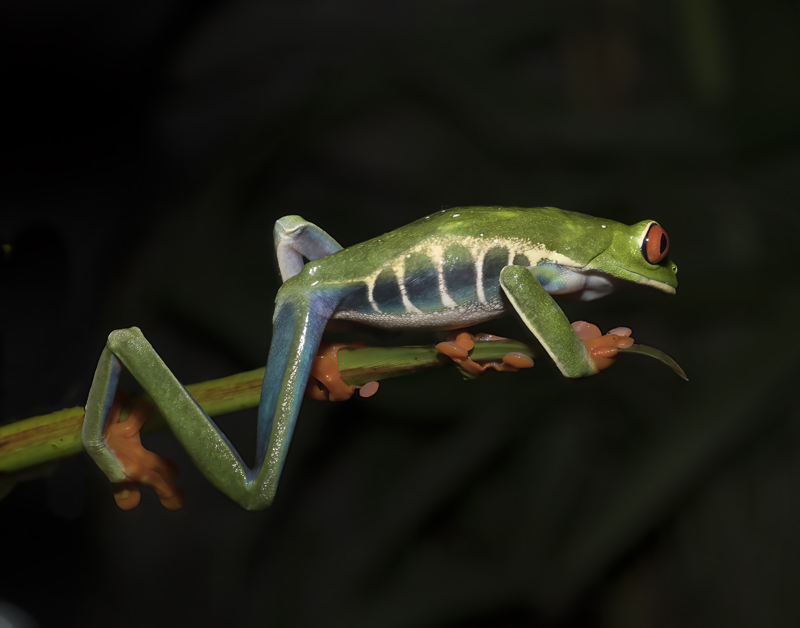 Red-eyed_Tree_Frog_18_Costa_Rica_103