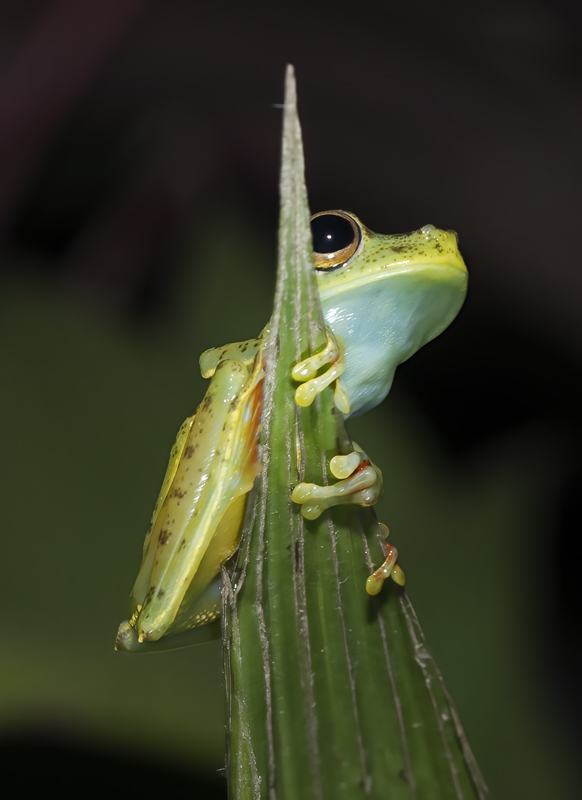 Red-webbed_Leaf_Frog_18_Costa_Rica_001