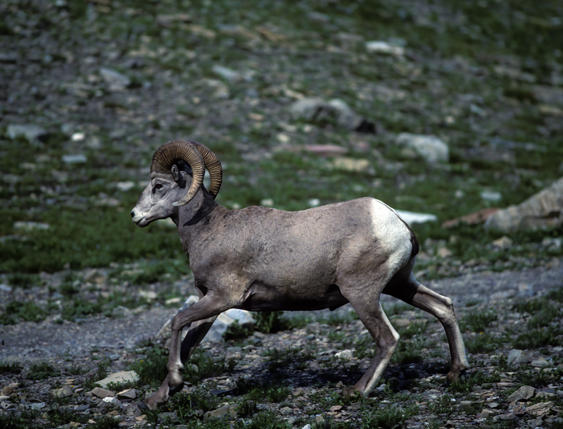 Rocky_Mountain_Bighorn_Sheep_89_MT_006
