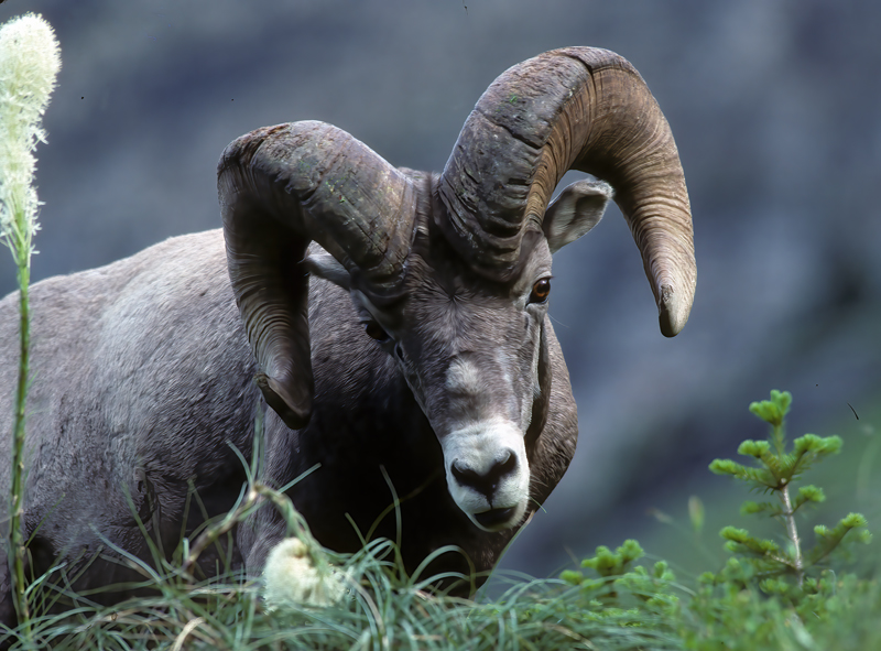 Rocky_Mountain_Bighorn_Sheep_89_MT_007
