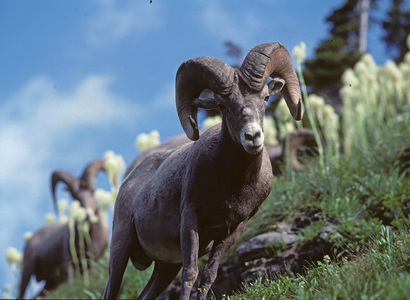 Rocky_Mountain_Bighorn_Sheep_89_MT_008