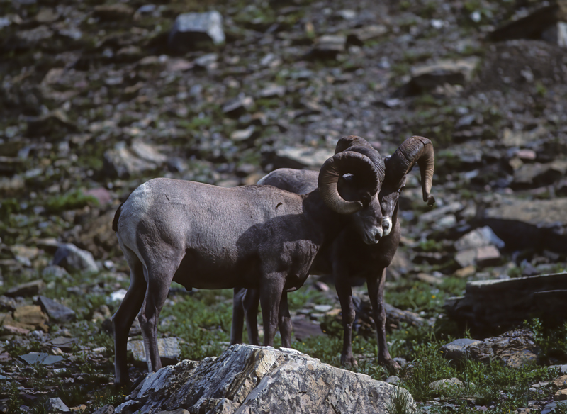 Rocky_Mountain_Bighorn_Sheep_89_MT_009