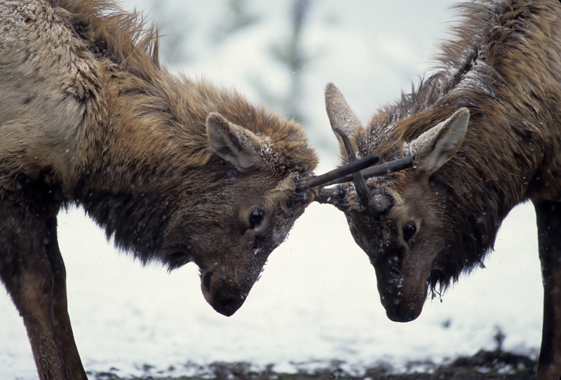 Rocky_Mountain_Elk_98_WY_005