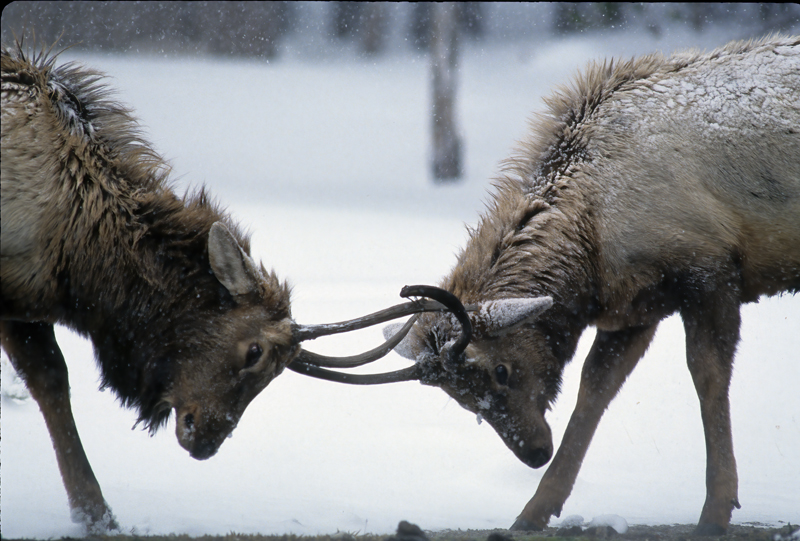 Rocky_Mountain_Elk_98_WY_006