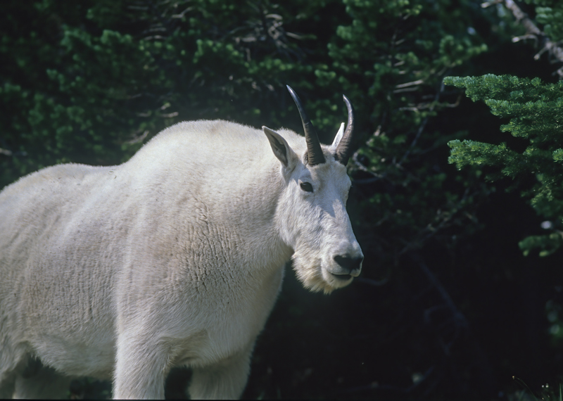 Rocky_Mountain_Goat_89_MT_011