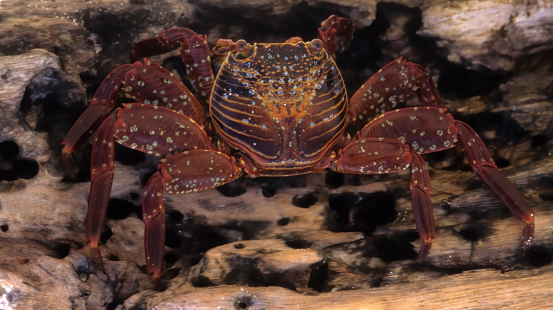 Sally_Lightfoot_Crab_97_Galapagos_005