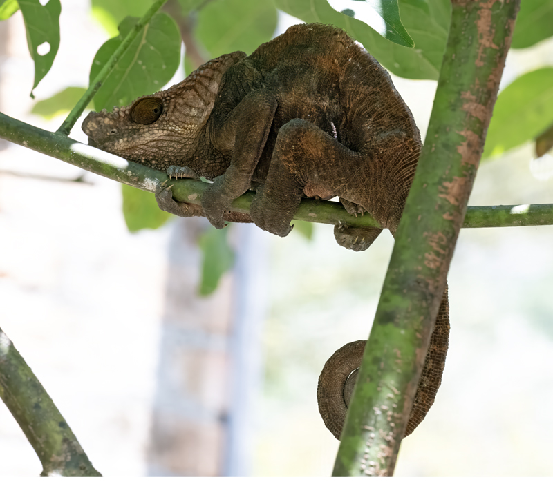Short-horne_Chameleon_24_Madagascar_178