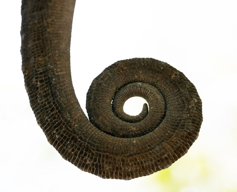 Short-horne_Chameleon_24_Madagascar_183