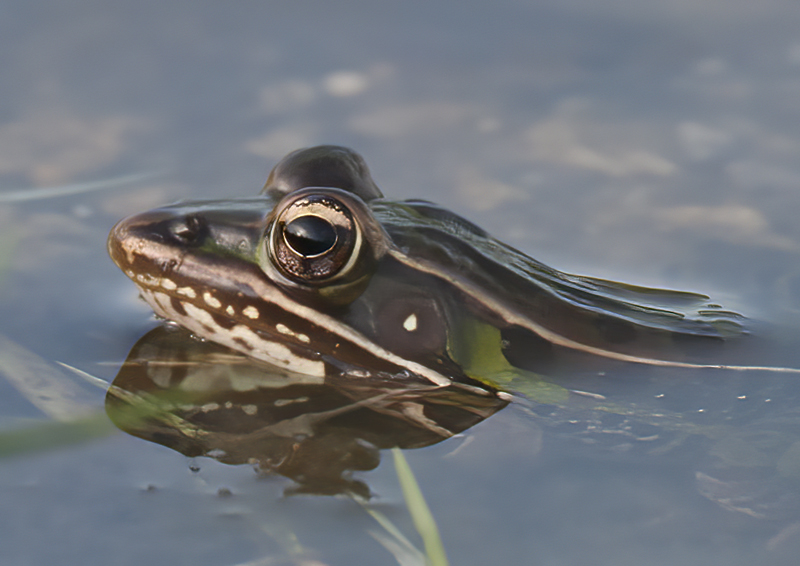 Southern_Leopard_Frog_09_FL_019