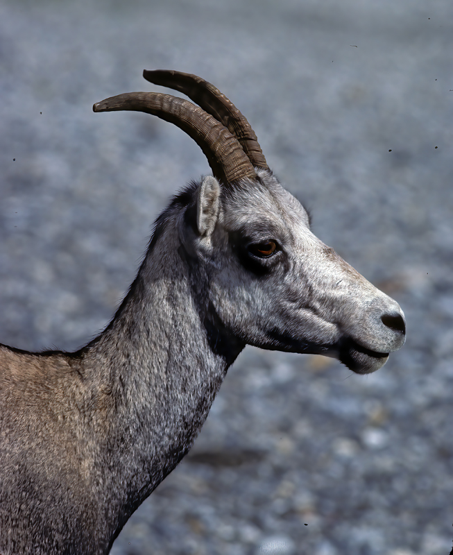 Stone_Sheep_89_BC_Canada_007