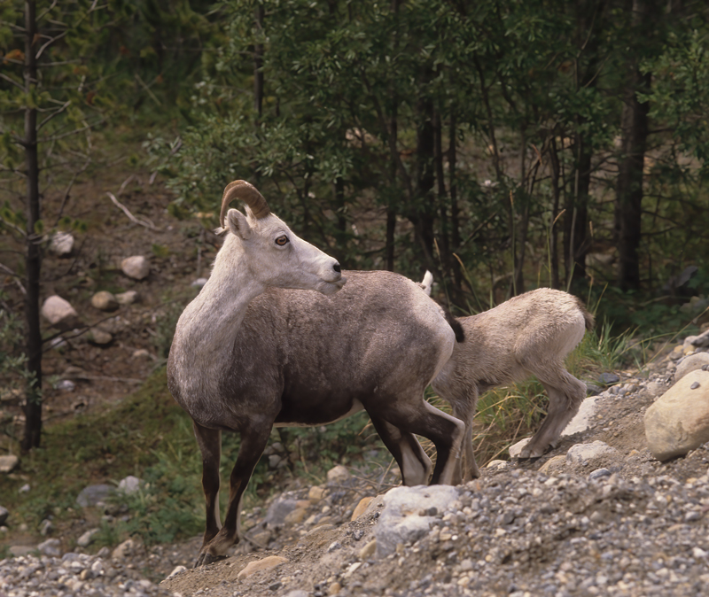 Stone_Sheep_89_BC_Canada_008