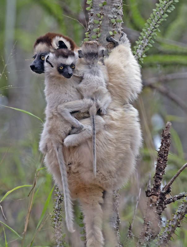 Verreauxs_Sifaka_24_Madagascar_017