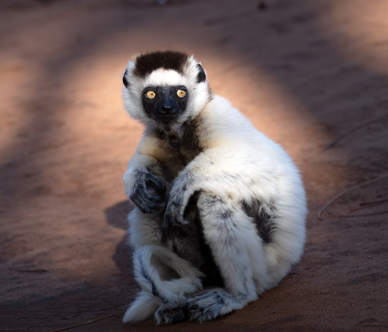 Verreauxs_Sifaka_24_Madagascar_331