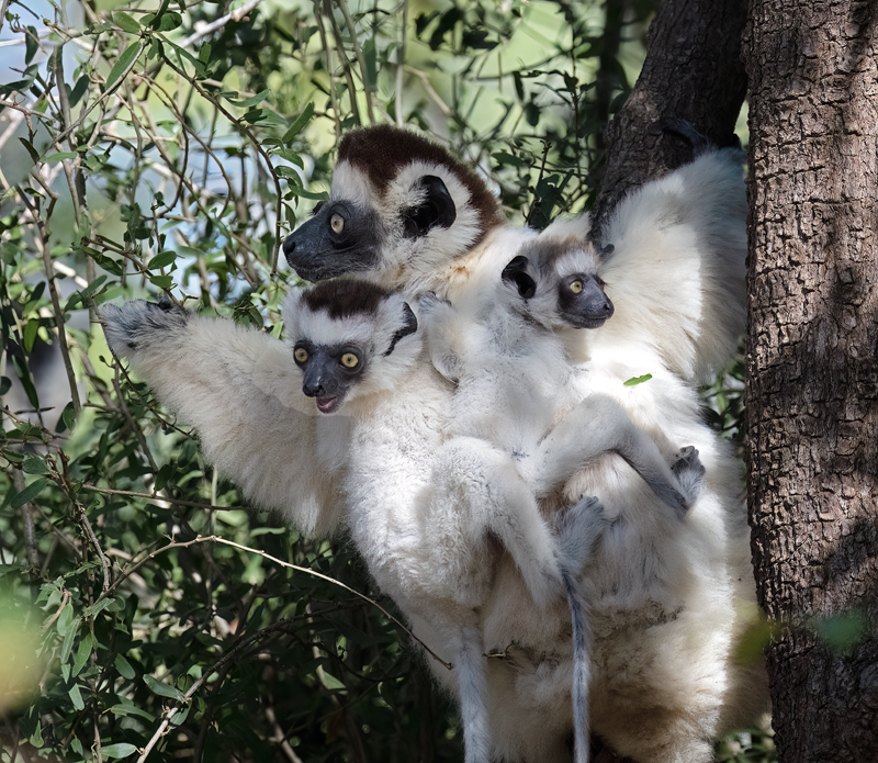 Verreauxs_Sifaka_24_Madagascar_800