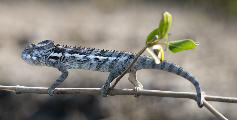 Warty_Chameleon_24_Madagascar_999