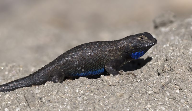 Western_Fence_Lizard_FL_09_002