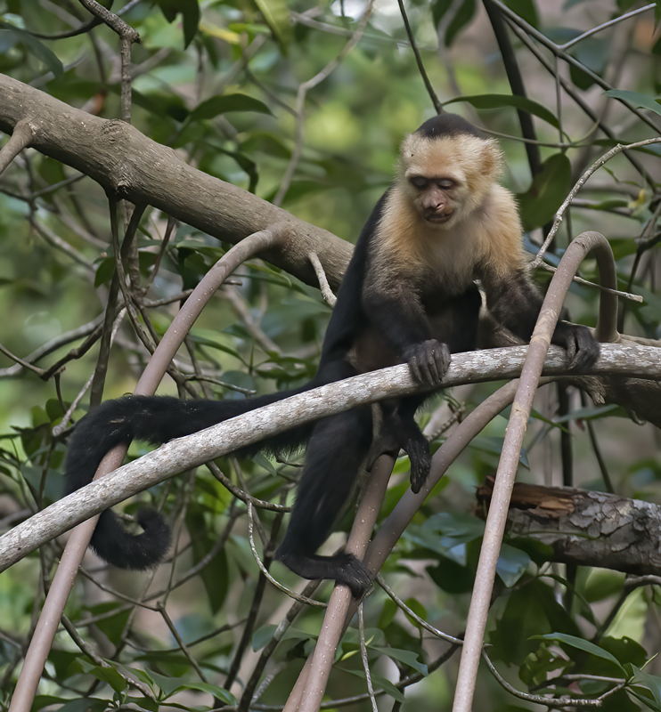 White_headed_Capuchin_17_Costa_Rica_013