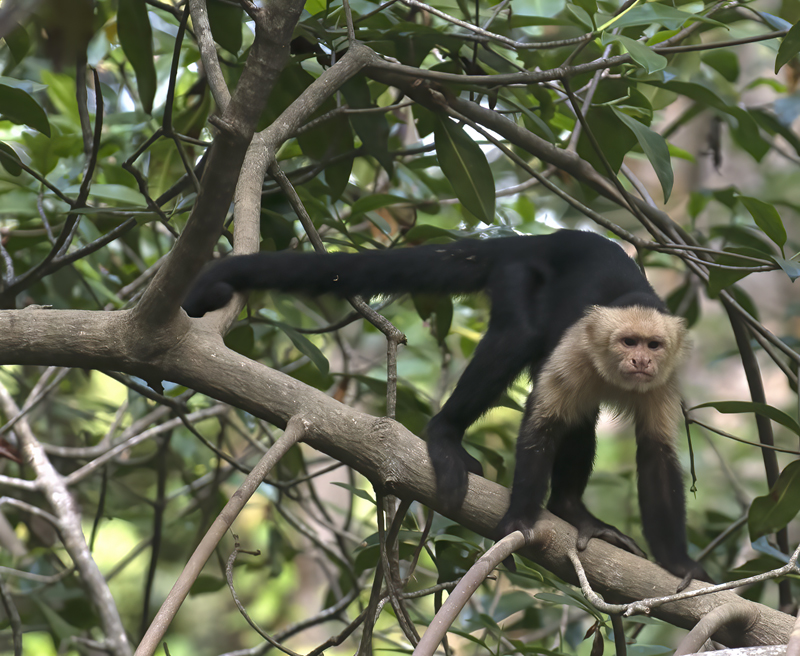 White_headed_Capuchin_17_Costa_Rica_018