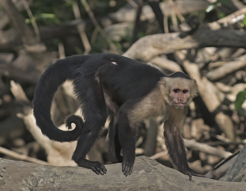 White_headed_Capuchin_17_Costa_Rica_020