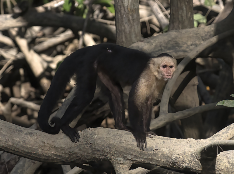 White_headed_Capuchin_17_Costa_Rica_023
