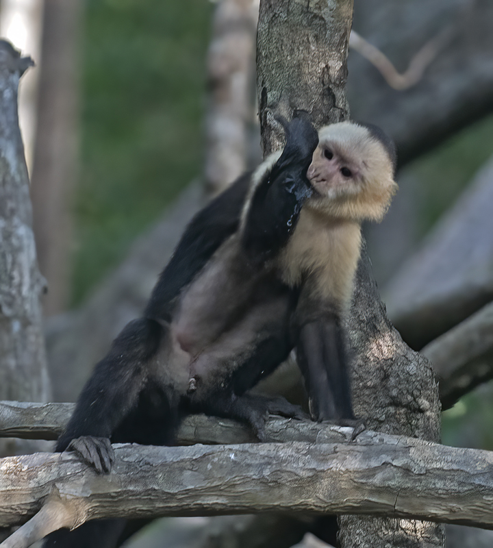 White_headed_Capuchin_17_Costa_Rica_025