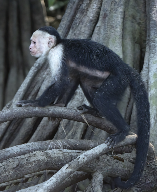 White_headed_Capuchin_17_Costa_Rica_035