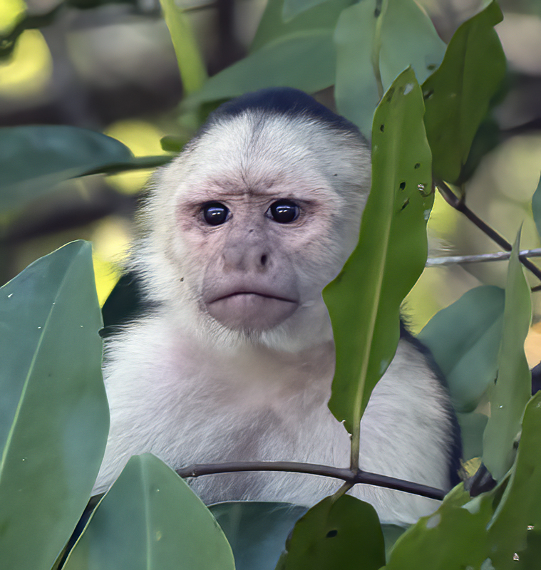 White_headed_Capuchin_17_Costa_Rica_041