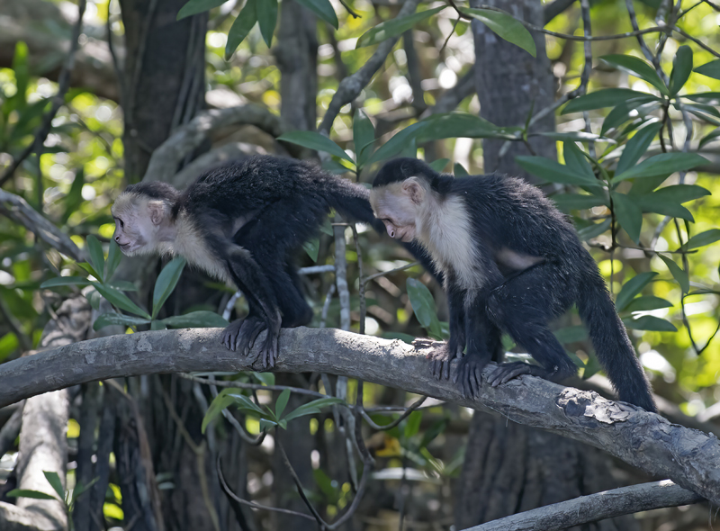 White_headed_Capuchin_17_Costa_Rica_052