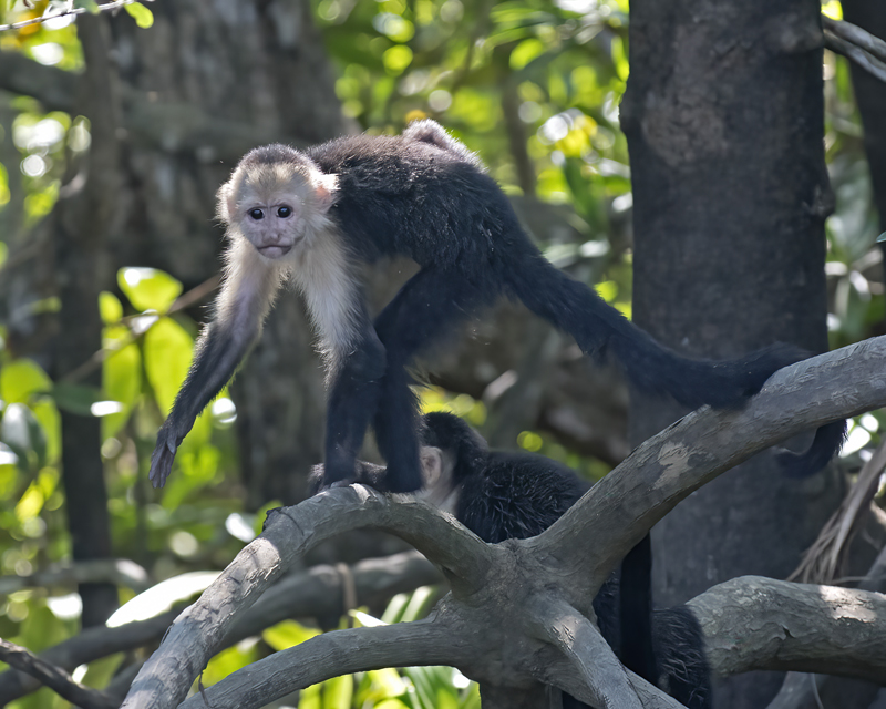 White_headed_Capuchin_17_Costa_Rica_055