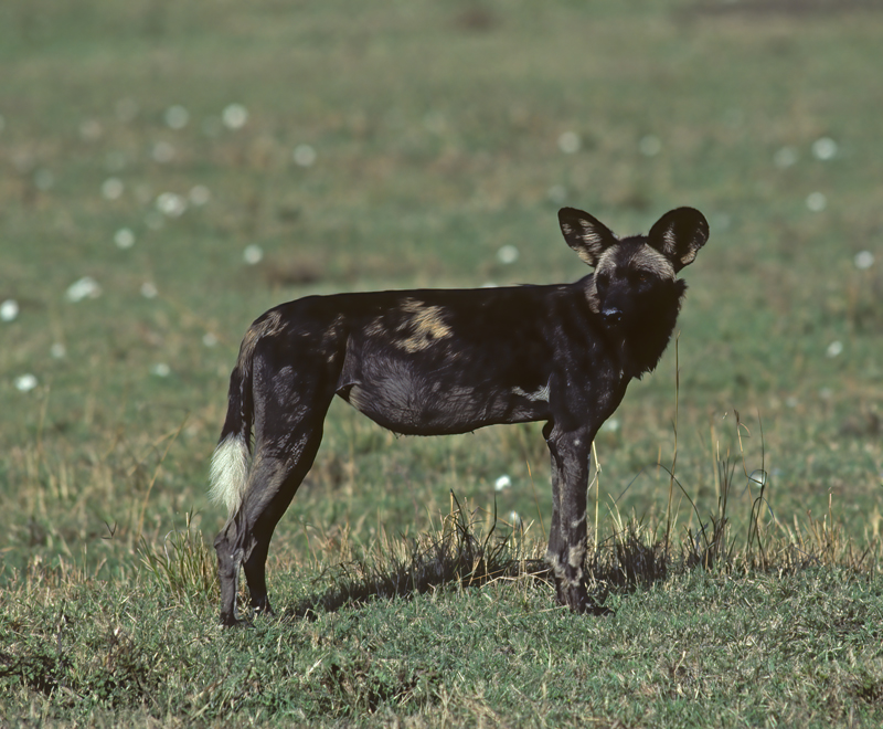 Wild_African_Dog_90_Kenya_003