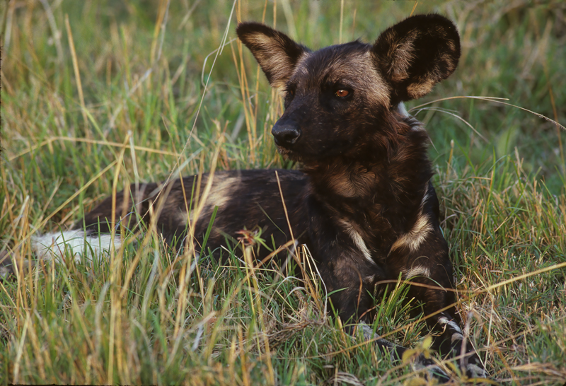 Wild_African_Dog_90_Kenya_004