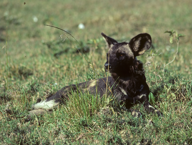 Wild_African_Dog_90_Kenya_009