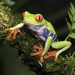 Red-eyed_Tree_Frog