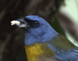 Blue-and-yellow Tanager