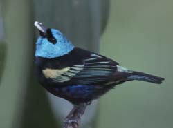 Blue_necked_Tanager