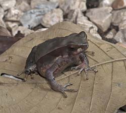 Dry Litter Toad