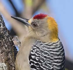 Hoffmans Woodpecker
