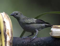 Palm_Tanager