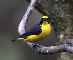 Thick_billed_Euphonia