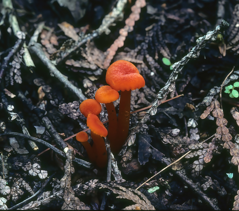 1985_MI_trip_John_Tamara_Linda_051