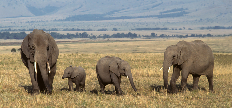 African_Savannah_Elephant_90_Kenya_010