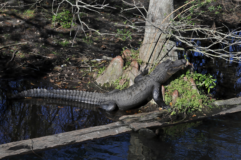 American_Alligator_09_FL_004